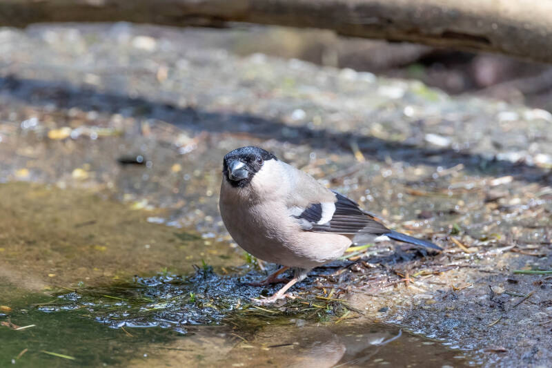 106-goudvink-bos-vogels-natuur-standard.jpg