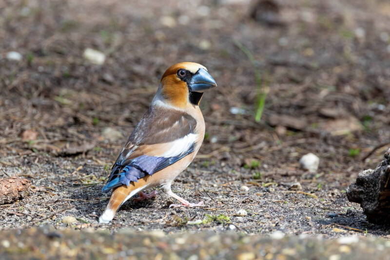 107-appelvink-bos-vogels-natuur-standard.jpg