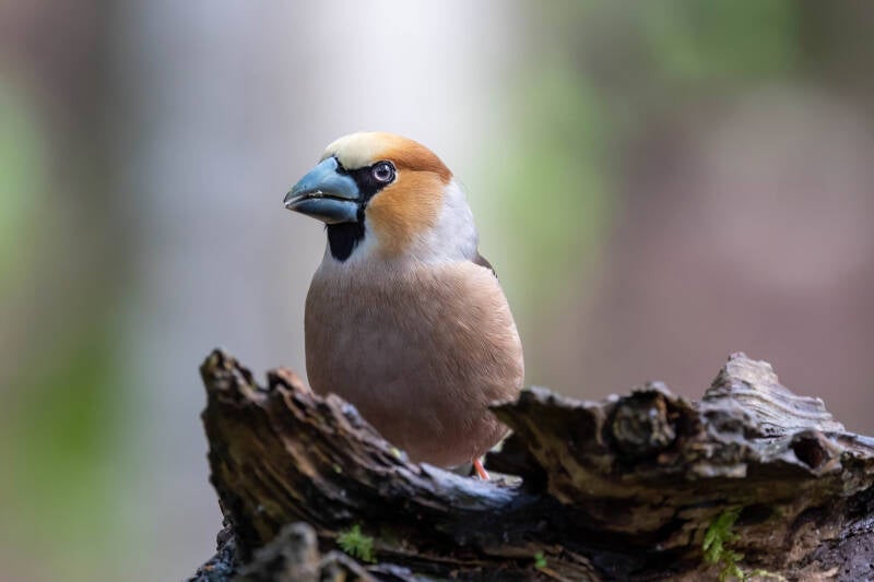 11-appelvink-bos-vogels-natuur-standard.jpg