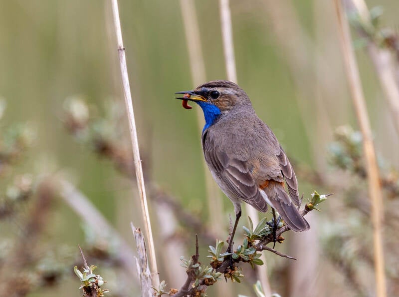 116-blauwborst-vogels-bos-natuur-standard.jpg