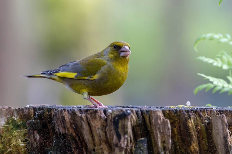 13-groenling-bos-vogels-natuur-standard.jpg