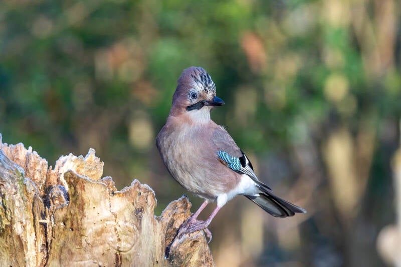 14-gaai-natuur-bos-vogels-standard.jpg