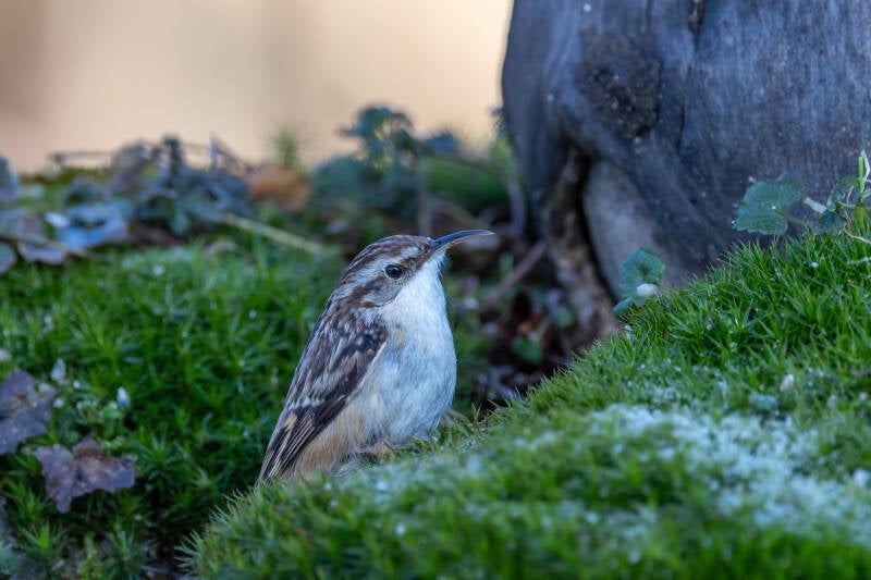 15-boomkruiper-bos-vogels-natuur-standard.jpg