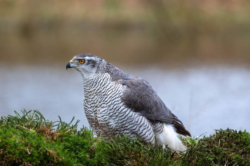16-havik-bos-vogels-natuur-roofvogels-standard.jpg