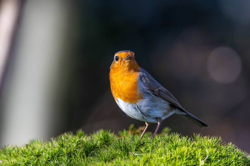 18-roodborstje-bos-natuur-vogel-standard.jpg