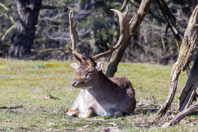 21-damhert-awd-natuur-standard.jpg