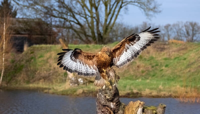 21-woestijnbuizerd-vogels-bos-devalkroofvogels-standard.jpg