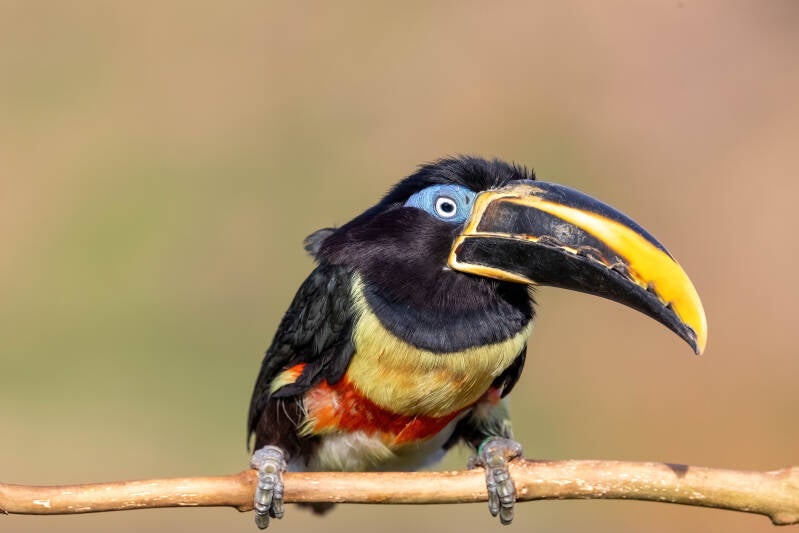 25-vogels-natuur-devalkroofvogels-standard.jpg