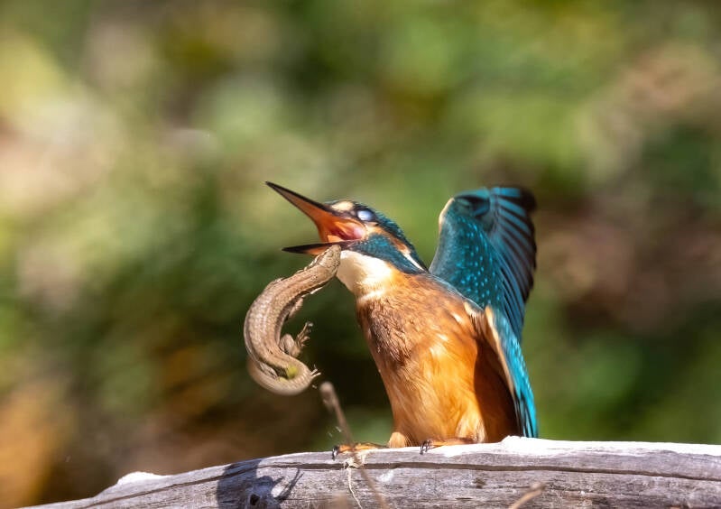 30-ijsvogel-hagedis-vogels-natuur-standard.jpg
