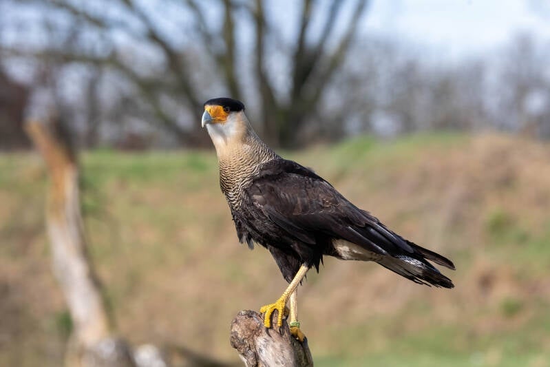 31-kuifcaracara-natuur-devalkroofvogels-standard.jpg