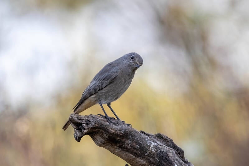 33-gekraagderoodstaart-bos-natuur-vogels-standard.jpg
