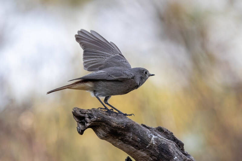 34-gekraagderoodstaart-bos-natuur-vogels-standard.jpg
