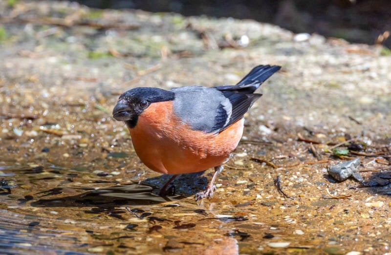 35-goudvink-bos-vogels-natuur-standard.jpg