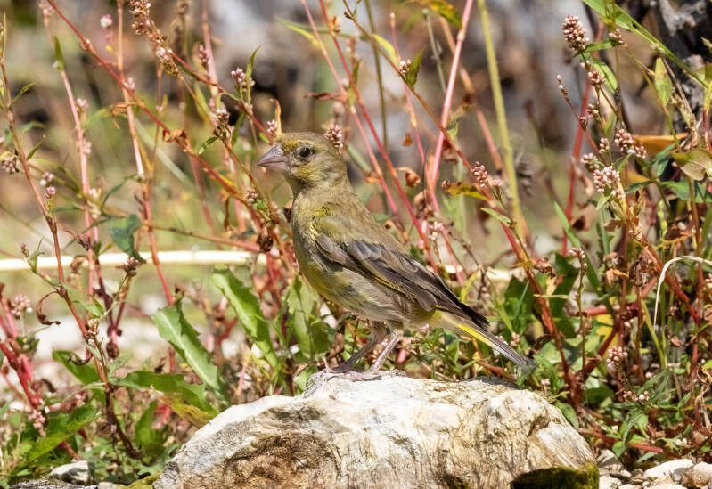 37-groenling-bos-natuur-vogels-standard.jpg