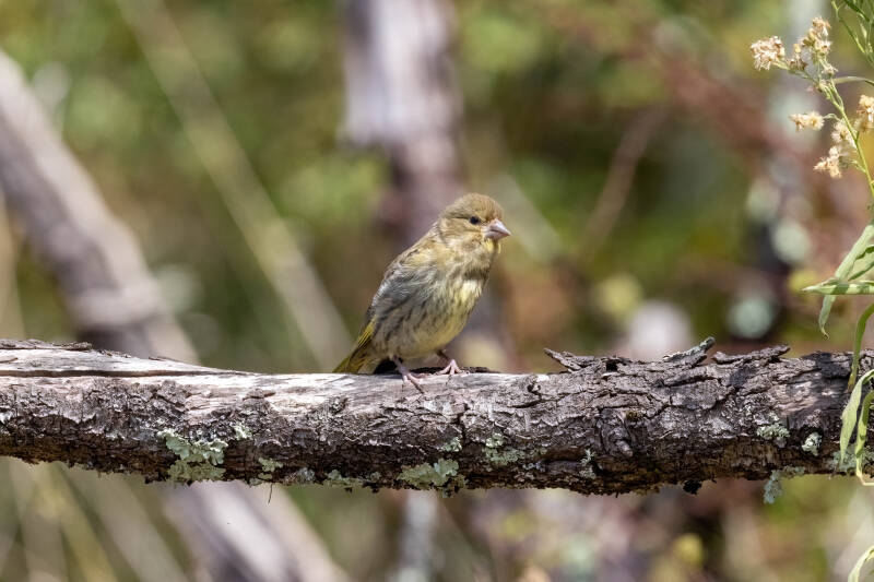 38-groenling-bos-natuur-vogels-standard.jpg
