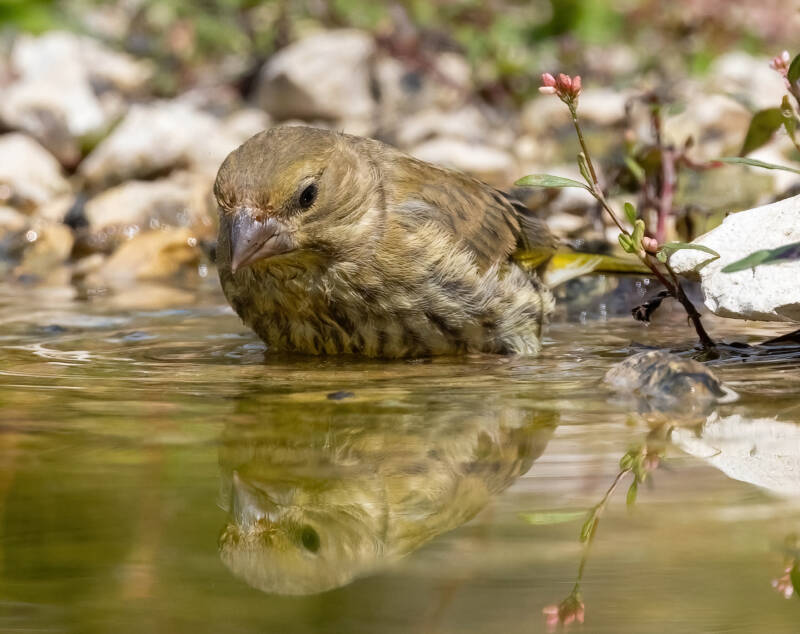 40-groenling-bos-natuur-vogels-standard.jpg