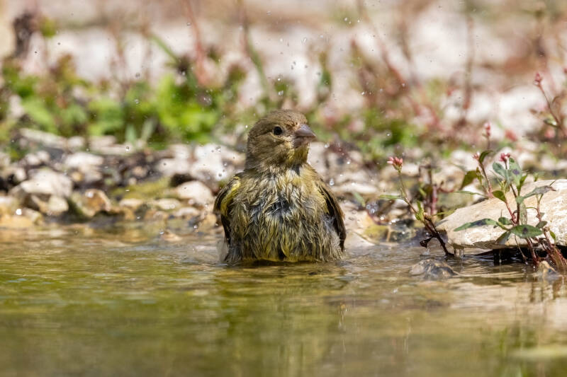 41-groenling-bos-natuur-vogels-standard.jpg