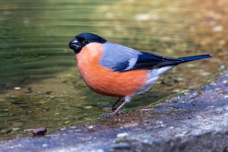 42-goudvink-bos-natuur-vogels-standard.jpg