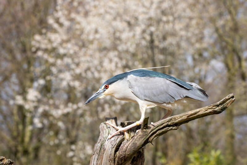 48-kwak-natuur-vogels-standard.jpg
