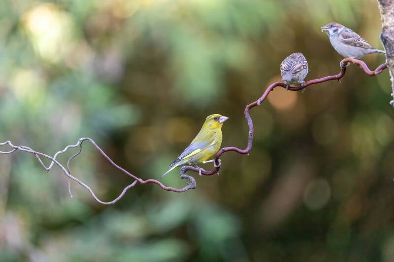 49-groenling-vogels-bos-natuur-standard.jpg