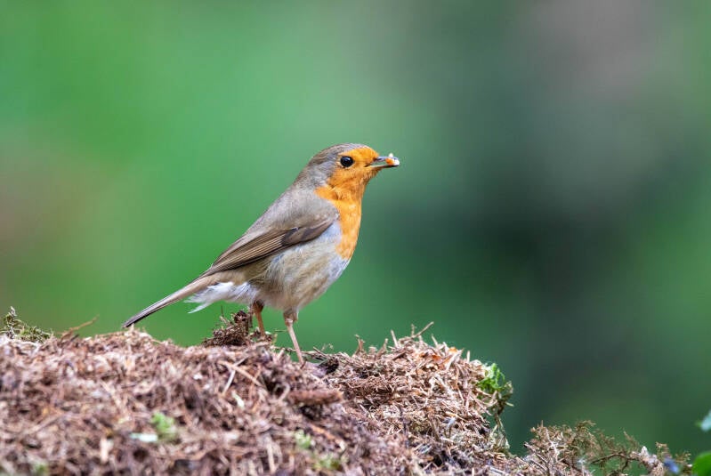 50-roodborst-bos-natuur-vogels-standard.jpg