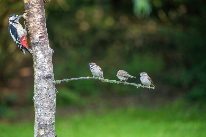 53-huismus-bos-natuur-vogels-standard.jpg