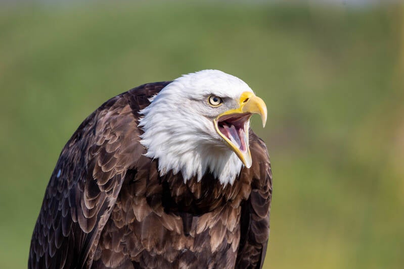54-amerikaansezeearend-arend-devalkroofvogels-standard.jpg