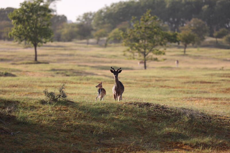 54-damhert-awd-natuur-standard.jpg