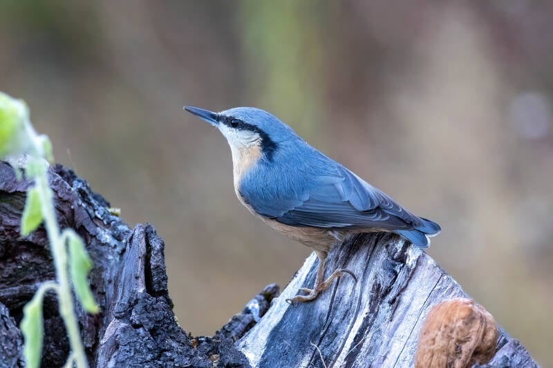 56-boomsluiper-bos-vogels-natuur-standard.jpg