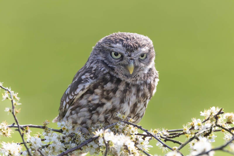 57-steenuil-devalkroofvogels-roofvogel-uil-standard.jpg