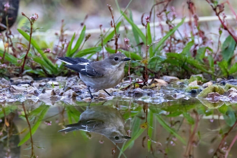 60-bontevliegenvanger-bos-natuur-vogels-standard.jpg
