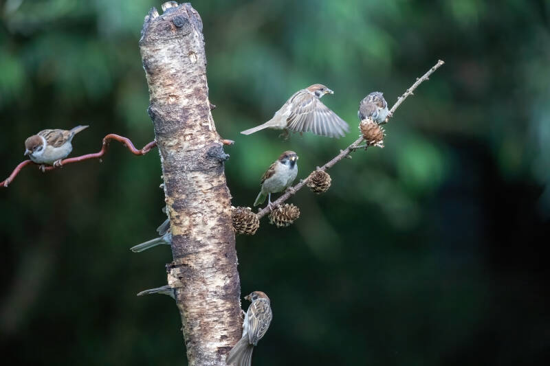 62-huismus-bos-vogels-natuur-standard.jpg