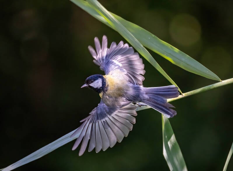 65-koolmees-natuur-bos-vogels-standard.jpg