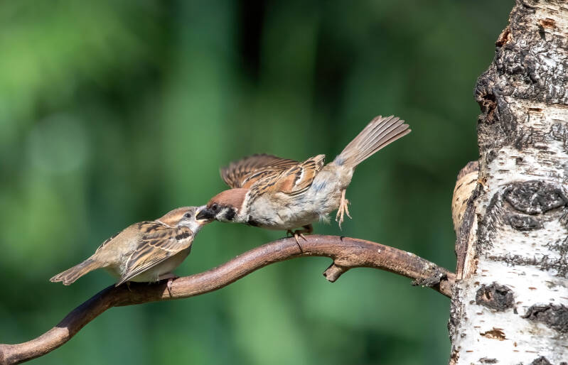 67-huismus-bos-vogels-natuur-standard.jpg