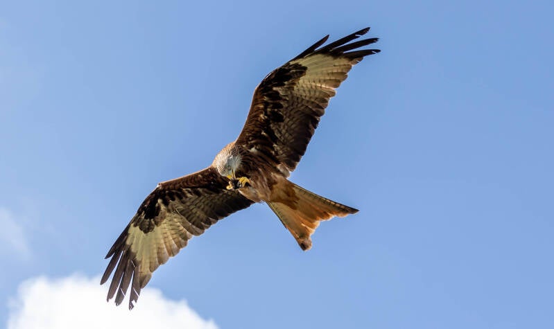69-rodewouw-devalkroofvogels-vogels-standard.jpg