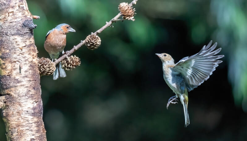 70-vink-bos-vogels-natuur-standard.jpg
