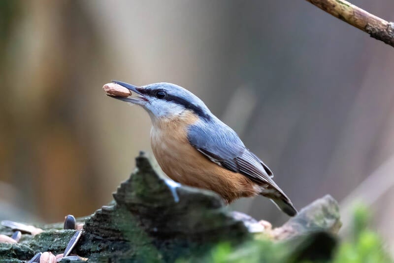 72-boomsluiper-bos-natuur-vogel-standard.jpg