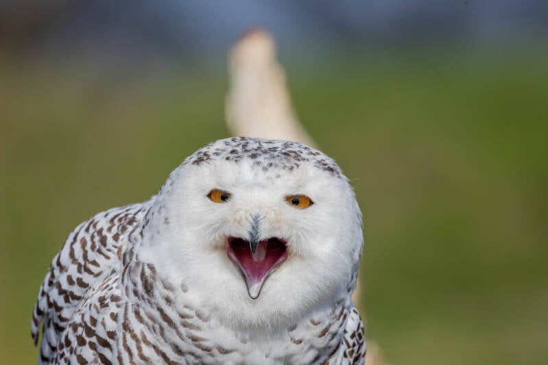 73-sneeuwuil-devalkroofvalk-natuur-vogel-standard.jpg