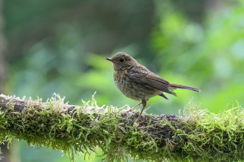 75-roodborst-bos-natuur-vogels-standard.jpg