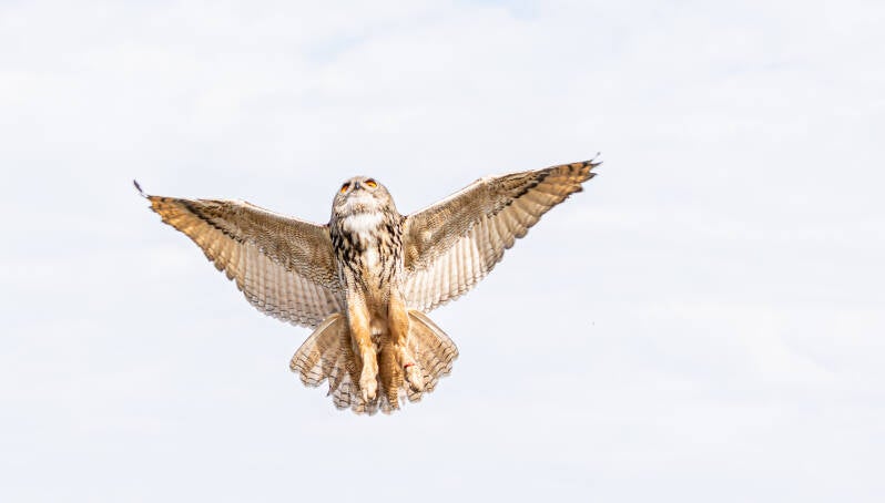 76-oehoe-devalkroofvogels-vogels-standard.jpg