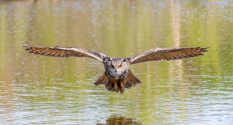 79-oehoe-devalkroofvogels-uil-natuur-standard.jpg