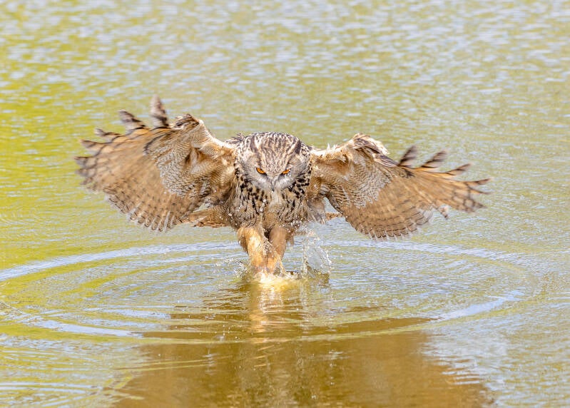81-oehoe-devalkroofvogels-uil-natuur-standard.jpg