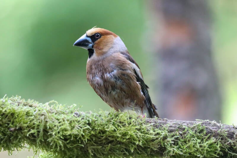82-appelvink-bos-vogels-natuur-standard.jpg