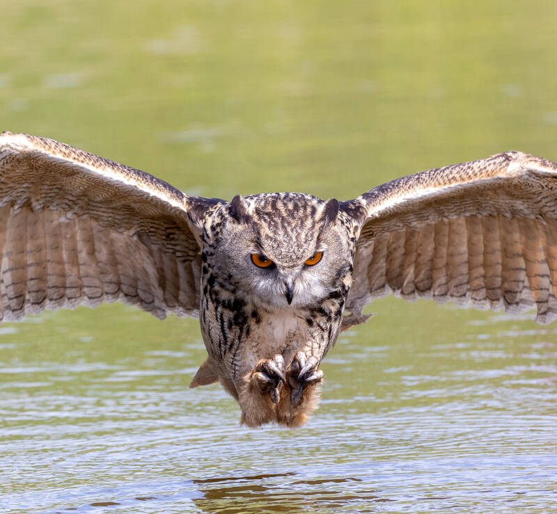 83-oehoe-devalkroofvogels-uil-natuur-standard.jpg
