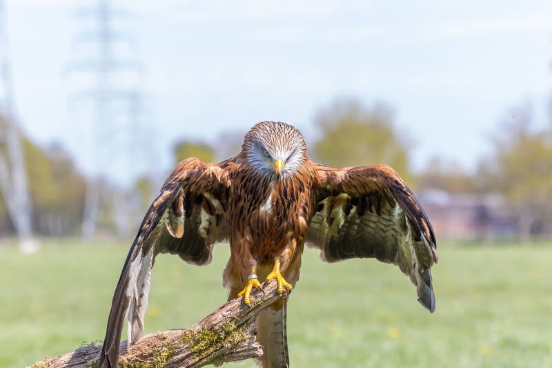 85-rodewouw-debalkroofvogels-vogels-natuur-standard.jpg
