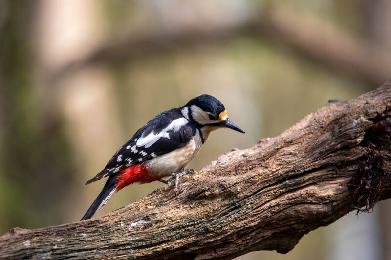 86-specht-bos-vogels-natuur-standard.jpg