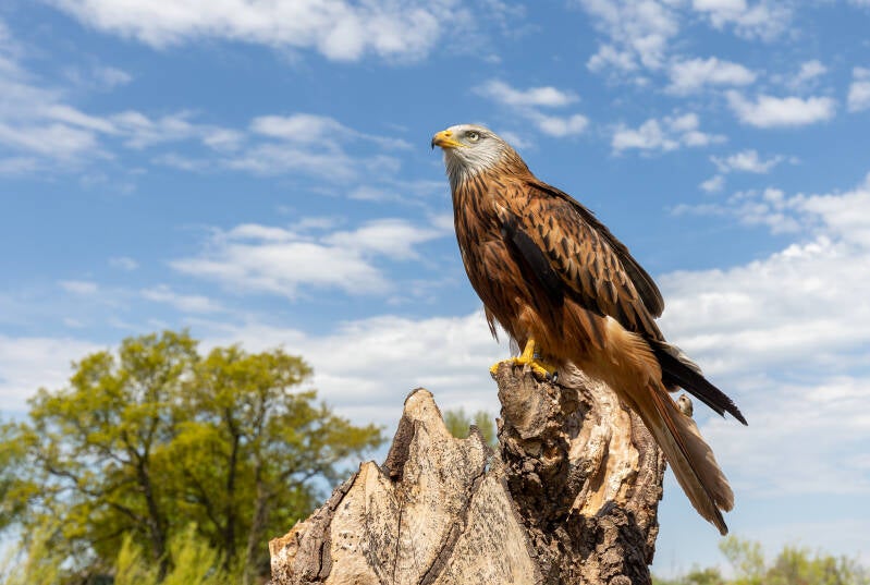 redvoertuig brandweer