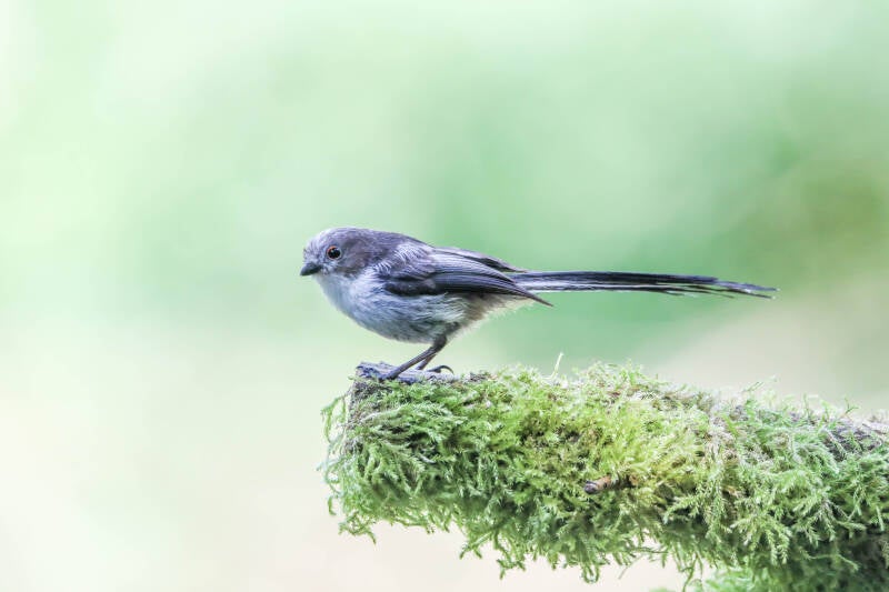 91-staartmees-bos-natuur-vogels-standard.jpg