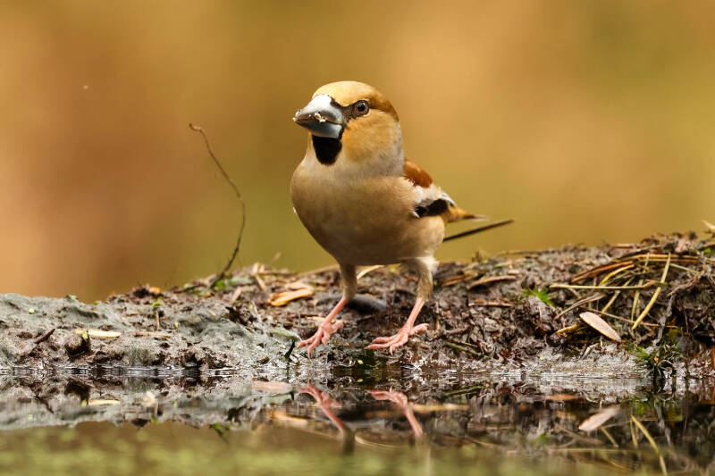 92-appelvink-bos-natuur-vogels-standard.jpg