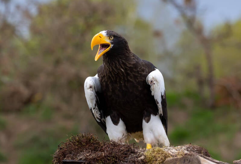 96-stellerzeearend-devalkroofvogels-natuur-standard.jpg